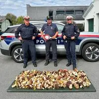 30 Kilogramm Pilze – die musste der Schmuggler allerdings in Kärnten lassen