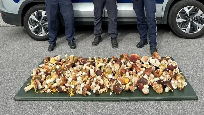 Drei Polizisten und viele Pilze vor ihnen am Boden