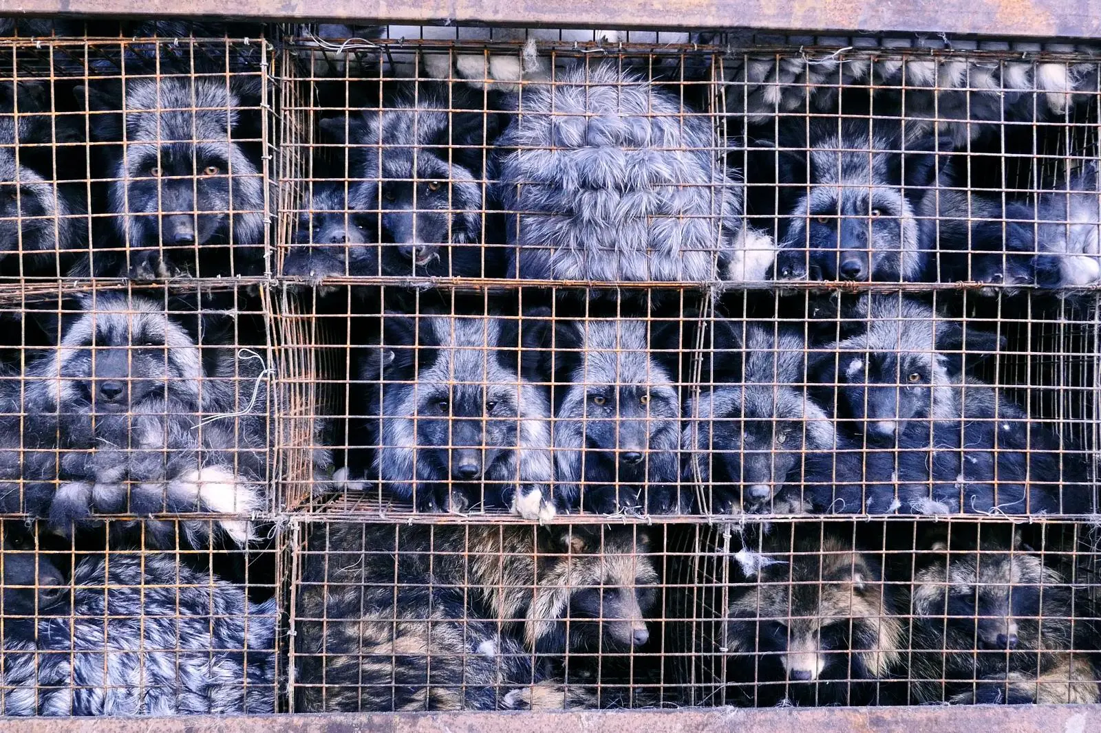 Produzentin Rebecca Cappelli will mit "Slay" auf das Tierleid, das durch die Modewelt verursacht wird, aufmerksam machen