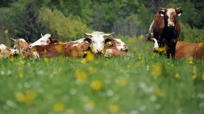 Je mehr Abstand, desto besser. Vor allem um Kuhherden mit Jungtieren sollten Wanderer einen großen Bogen machen. Erst recht mit Hunden  