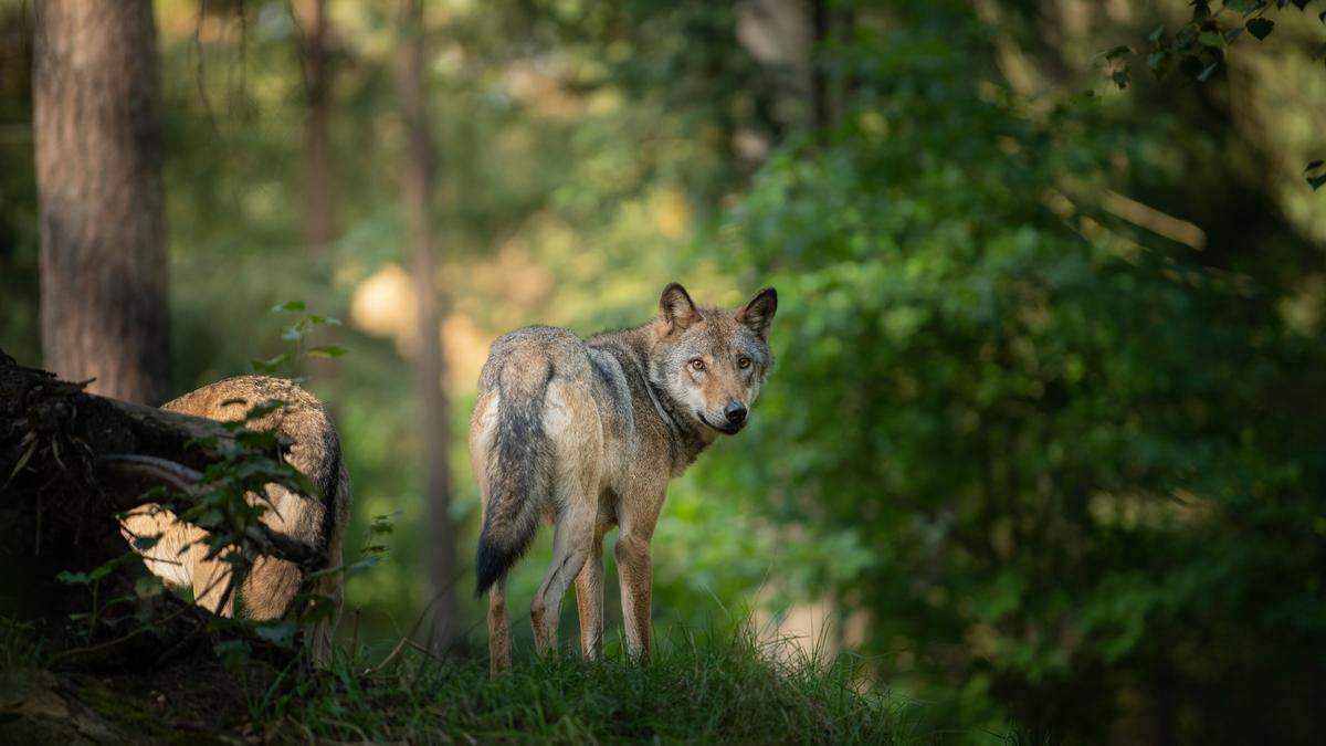 In Kärnten soll es schon ab nächstem Jahr ein Gesetz geben, um Weidevieh vor Wölfen zu schützen (Symbolfoto)