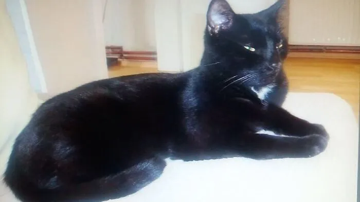 Nach Kater Lucky wird in Maria Rain verzweifelt gesucht.