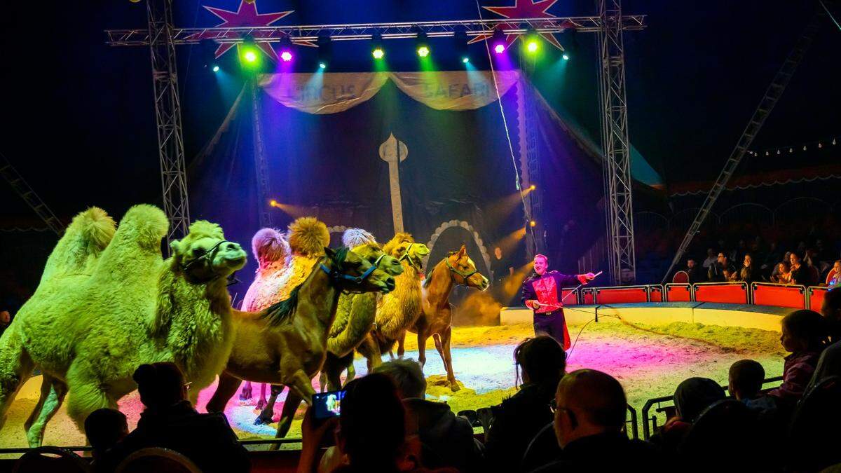 Die Kamele sind ab 22. Dezember in der Zirkusarena in Graz zu sehen