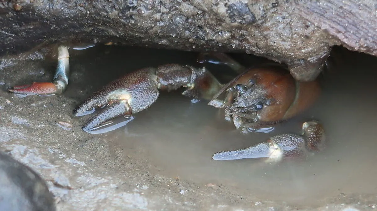 In Höhlen suchen die Signalkrebse Unterschlupf. Markant sind die weißen Flecken auf den Scheren 