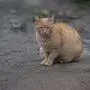 Symbolbild: Eine Katze wurde in Gersdorf an der Feistritz mit einem Luftdruckgewehr lebensbedrohlich verletzt