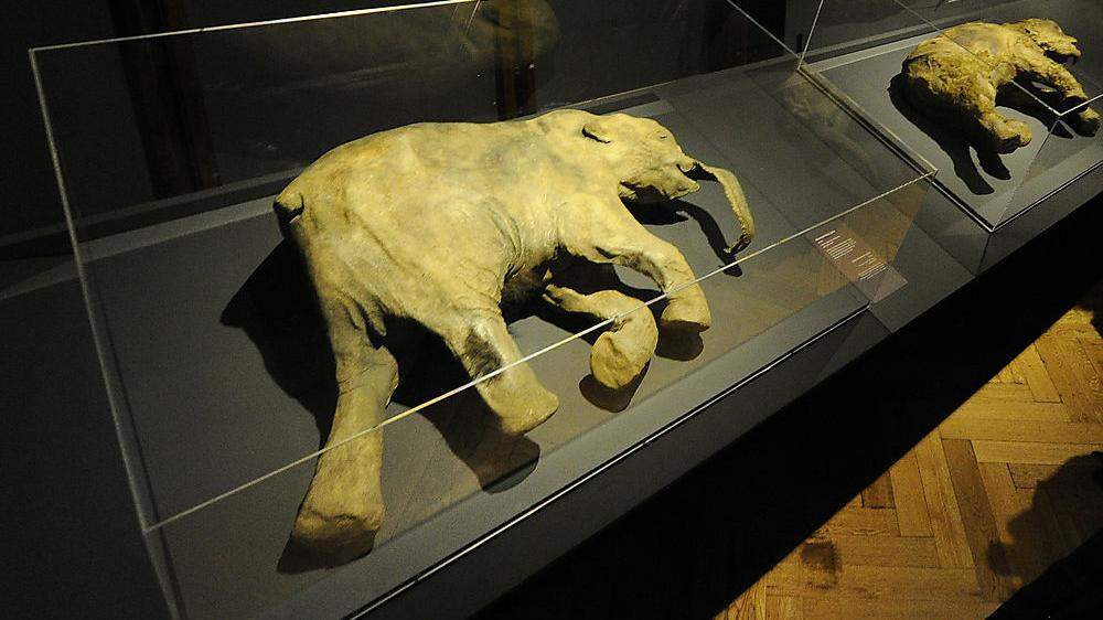 Überreste von 60 Mammuts bei Bauarbeiten entdeckt