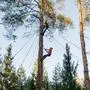 Mehrmals pro Jahr müssen im Raum Villach Paragleiter aus Bäumen gerettet werden
