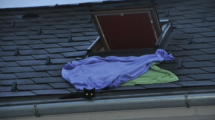 Klicken Sie sich durch die Fotos von der Katzenrettung am 1. März 2017!