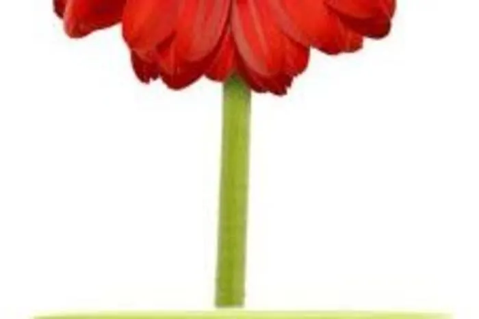 Rote Blumen: Sie stehen für Liebe, Romantik, Lebensfreude, Energie und Tatendrang. Sie eignen sich für Liebesgeständnisse.