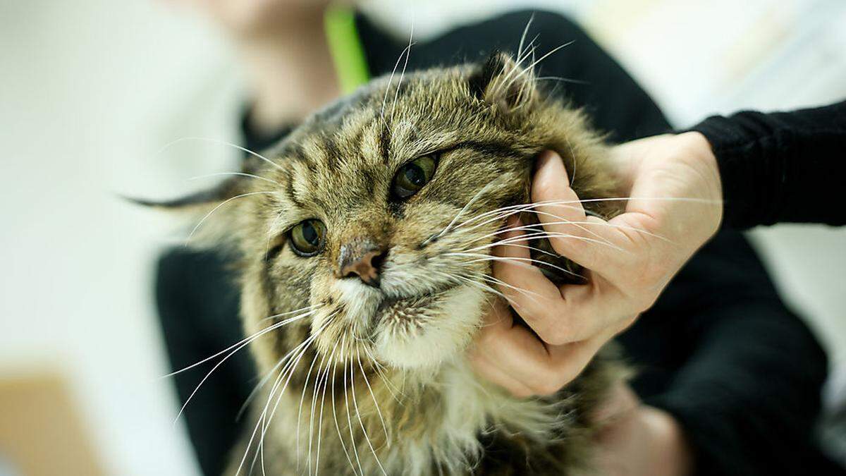 Samtpfoter aus dem Tierheim