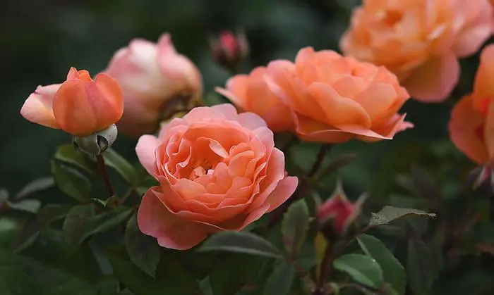 Haben Rosen eingerollte Blätter, war die Blattrollwespe am Werk