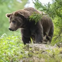 Ein Bär soll für zwei tote Esel in Tirol verantwortlich sein (Symbolbild)