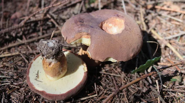 Maronenröhrling - Imleria badia Merkmale: Der Hut ist dunkel kastanienbraun, aber auch reh- bis hellbraun und zwischen drei und zehn Zentimeter breit. Die Haut ist matt bis glänzend und bei Regen etwas schmierig. Die Röhren sind bei jungen Exemplaren weißlich, dann olivgelb bis olivgrün. Das Fruchtfleisch ist weiß bis blassgelb und bläut bei Schnitt. Sein Geruch ist angenehm pilzig. Der Stiel ist heller als der Hut und bräunlich gemasert, längs gefasert und hat kein Netz. Vorkommen: Vorwiegend unter Kiefern und Fichten, der Maronenröhrling liebt saure Böden und wächst vom Sommer bis in den Spätherbst. Verwechslung: Mit unterschiedlichen Steinpilzen und dem blauen Filzröhrling, beide blauen allerdings nicht nach.