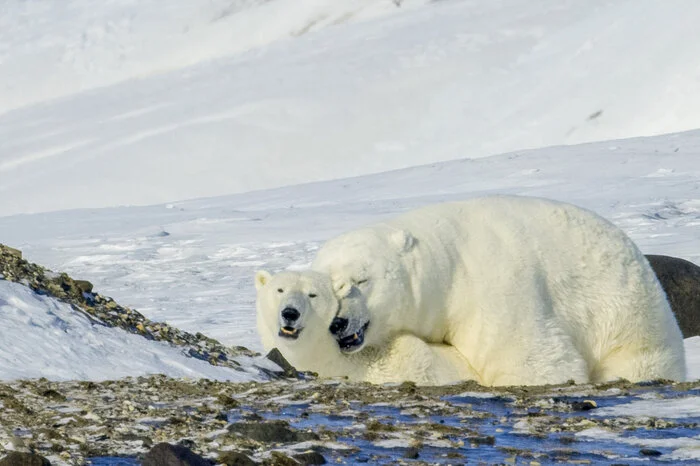 ... wie sehr die Umweltbedingungen auf Spitzbergen dem Klimawandel unterworfen sind. 