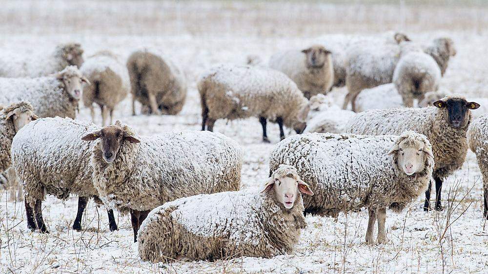 Alle müssen noch ein bisschen auf den Frühling warten