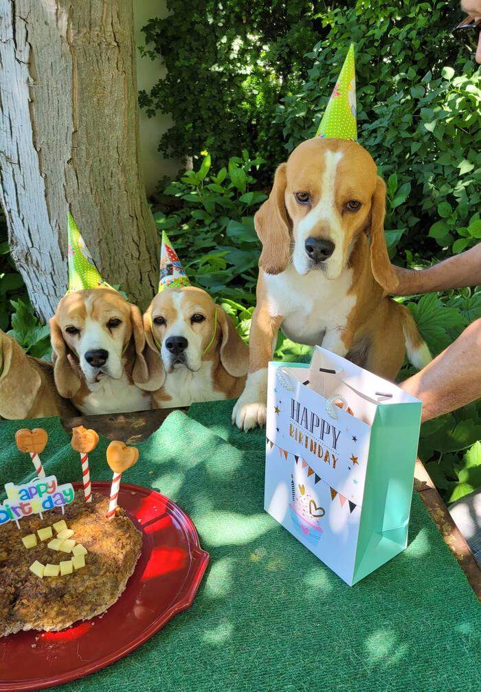 Platz 3 – Beagle Geburtstag