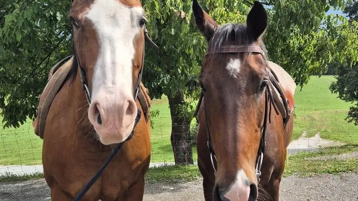 Die Therapiepferde Sunny und Cody 