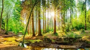 Der Wald ist vom Klimawandel bedroht