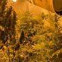In der Wohnung des Klagenfurters stellten Beamte neun Cannabispflanzen sicher