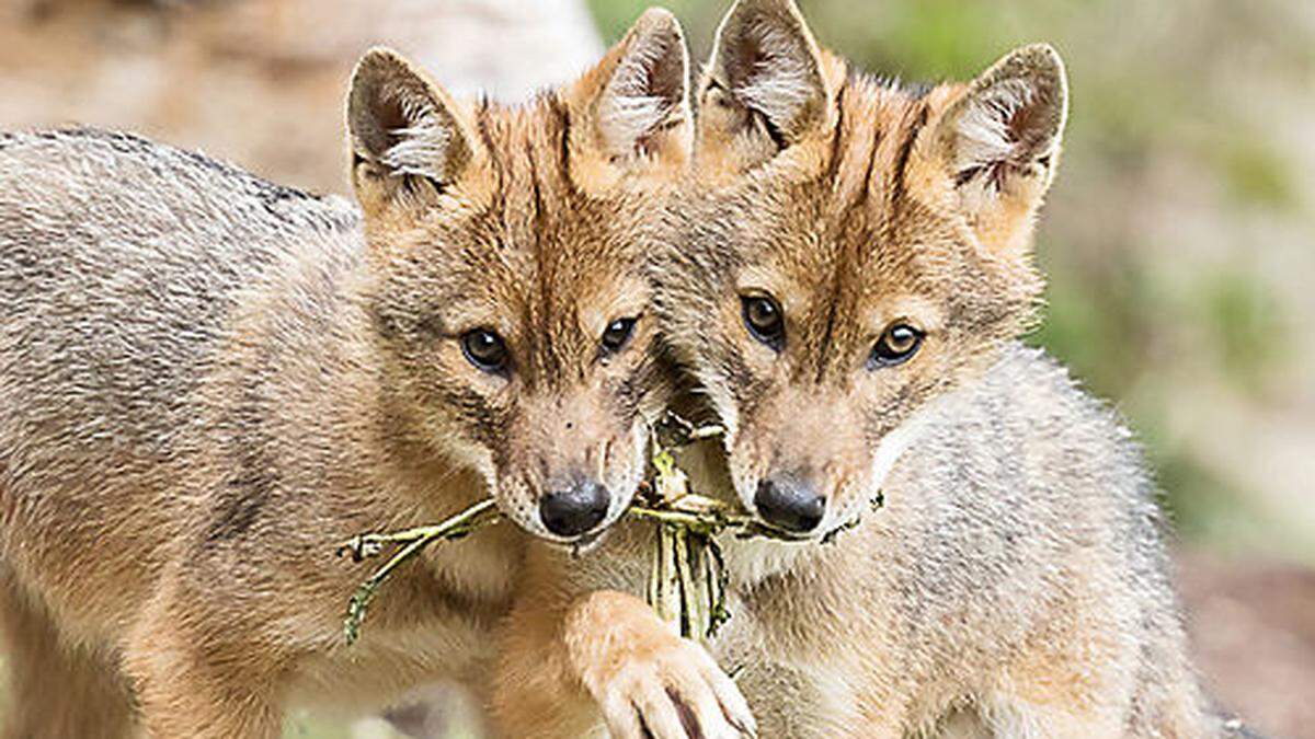 Corry und Kasimir werden in Kürze &quot;getauft&quot;