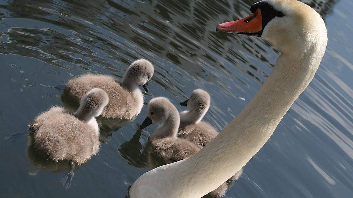 Wasservögel sind von Kärntens Gewässern nicht wegzudenken