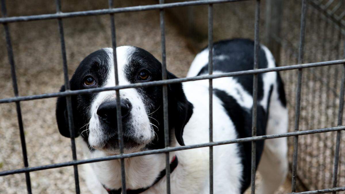 Unsere Gesellschaft braucht den Einsatz der Tierschützer