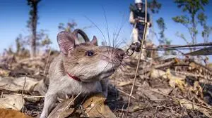 Für das Absuchen großer Flächen bekommt die Ratte ein Geschirr umgehängt, welches an einer Laufleine befestigt ist