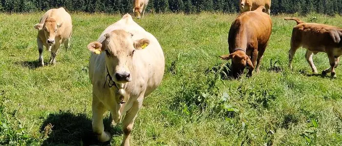 Murbodner-Rinder sind mehr als nur Nutztiere – sie gehören zur steirischen Identität