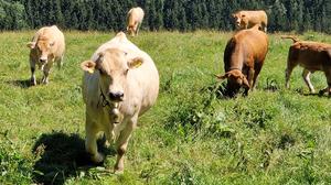 Murbodner-Rinder sind mehr als nur Nutztiere – sie gehören zur steirischen Identität