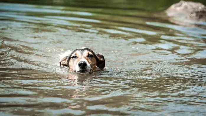 Hunde suchen im Sommer gerne Abkühlung im Wasser