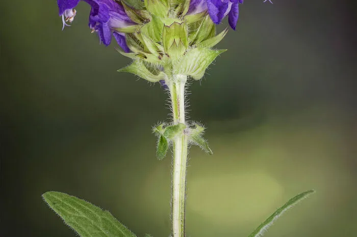 Die Brunelle blüht von Juni bis August - Bienen, Schmetterlinge und andere Insekten fliegen auf diese Pflanze