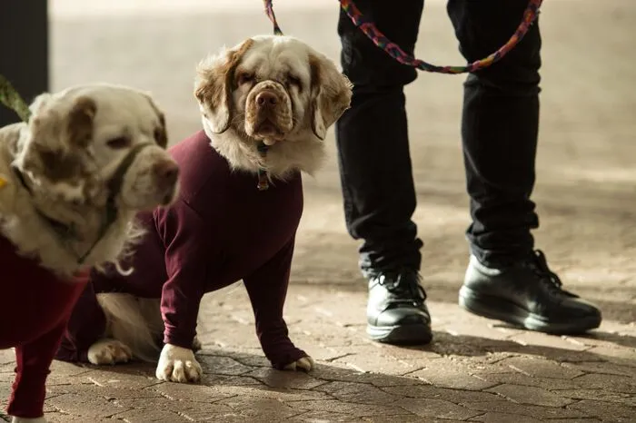 Crufts besteht aus mehreren Veranstaltungen, die gleichzeitig durchgeführt werden.