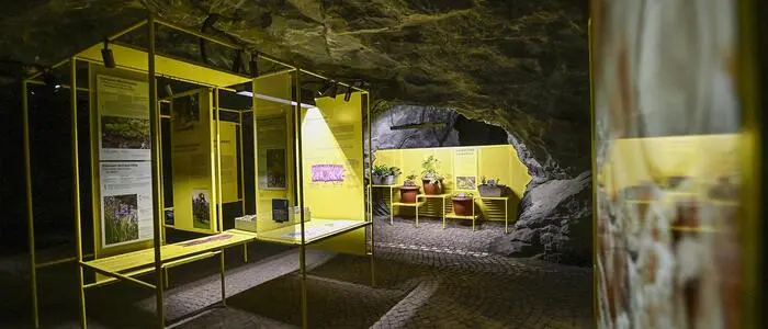 Das kärnten.museum erweitert den Botanischen Garten um einen besonderen Ausstellungsort: den Museumstollen ÜBER.LEBEN.