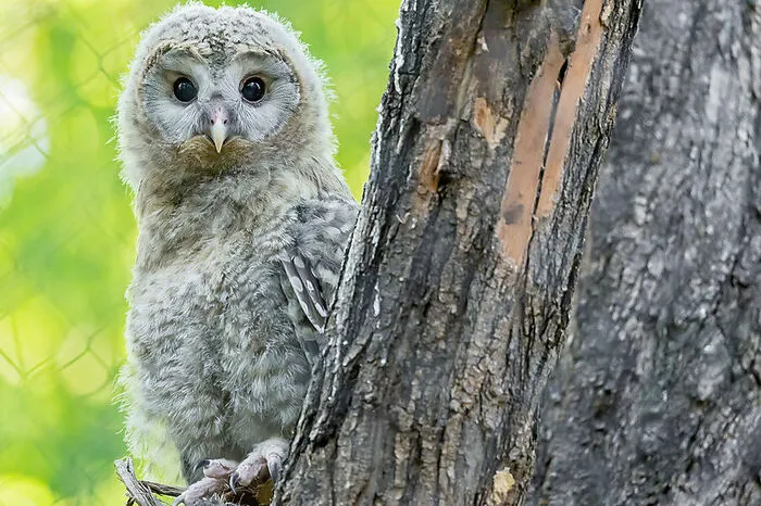 Ein kleiner Habichtskauz schlüpfte am 25. März im Wiener Zoo, seine Heimat sollen aber die niederösterreichischen Wälder sein.