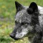 Der Wolf bereitet den Bürgern in Kärnten und Osttirol Sorgen