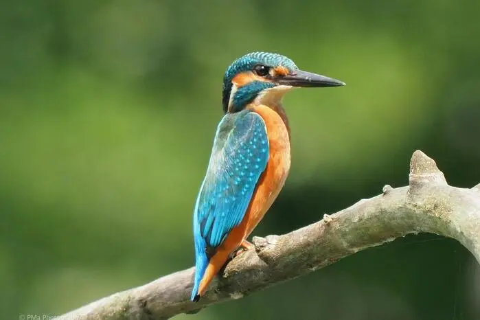 Den perfekten Zeitpunkt hat unser Leserreporter Paul Matt aus Premstätten abgewartet, um diesen wunderschönen Eisvogel am Stausee Kraftwerk Gralla abzulichten. Herzlichen Dank für das tolle Foto.