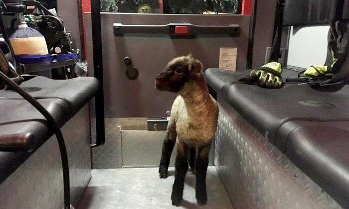 Ein gerettetes Schaf im Einsatzwagen