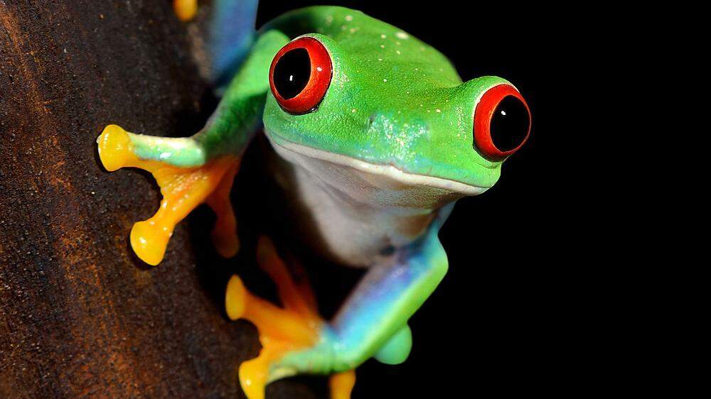 Bewohner des Regenwaldes auch in Costa Rica: Rotaugenlaubfrosch