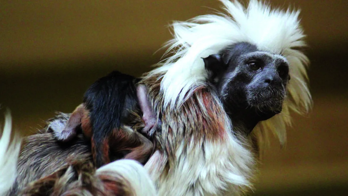 Eine kleine Sensation sind die nur wenige Tage alten Lisztaffen-Zwillinge, die sich noch ganz fest an ihre Eltern klammern