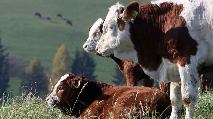 Ein Landwirt aus Gnesau wurde am Mittwoch auf der Weide von einem Stier attackiert (Symbolfoto)