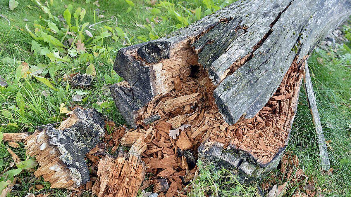 Mehrere Eschen im Bereich des Spielplatzes &quot;Am Forstgarten&quot; nordwestlich des Wörthersee-Stadions müssen aufgrund einer Baumkrankheit gefällt werden