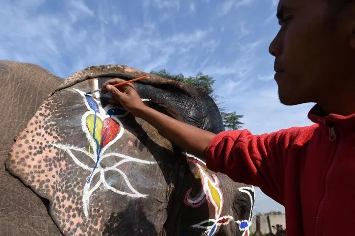 Die Tiere werden geschmückt und geschminkt - und jedes Jahr protestieren Tierschützer gegen das quälerische Festival.