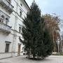 Der Christbaum vor dem Schloss Porcia wurde bereits aufgestellt