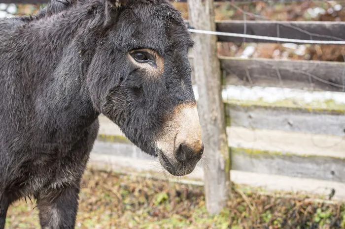 Zum aktuellen Tierbestand am Lustbühel gehören noch zwei Esel ...