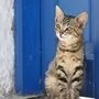 Landwirte aus dem Murtal können ihre Katzen kostengünstig kastrieren lassen