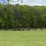 Die Bisonherde in Neusetz bei Straden sorgt seit Jahren für Aufregung. Nun hat die Bezirkshauptmannschaft Südoststeiermark einen Bescheid an den Tierhalter ausgestellt, die Anzahl der Bullen in der Herde zu reduzieren