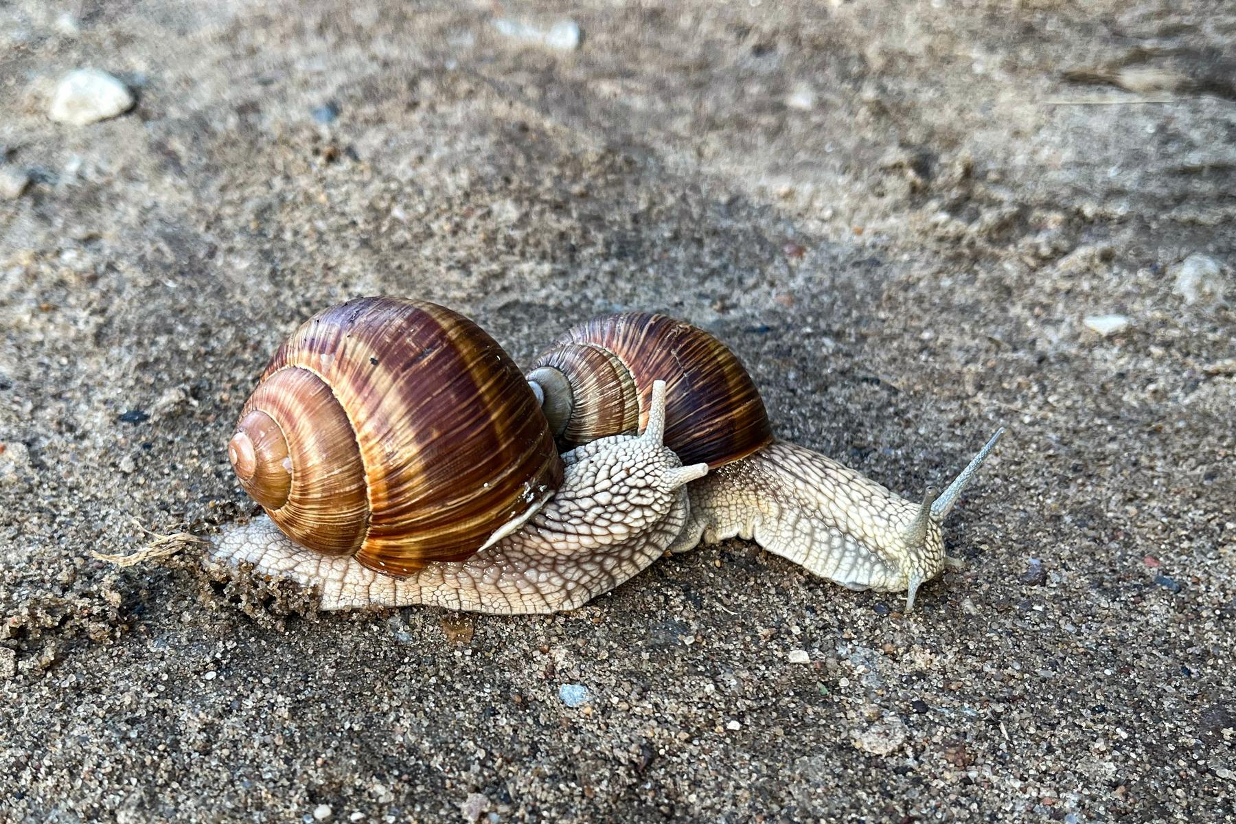 Seltenes Exemplar: Ganz Neuseeland sucht „linksgedrehten“ Partner für Schnecke Ned