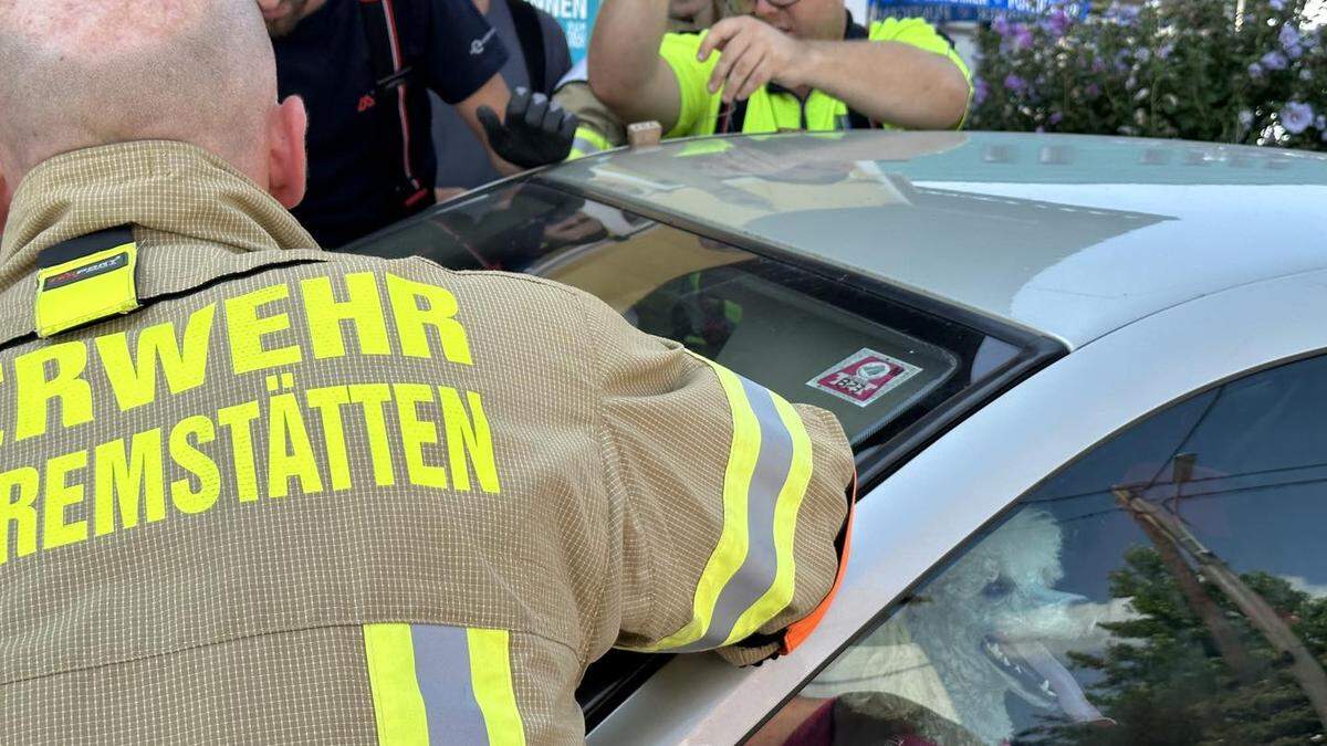 Der Missetäter, ein weißer Pudel, ließ sich vom Einsatz der Freiwilligen Feuerwehr Unterpremstätten offenbar nicht weiter beirren