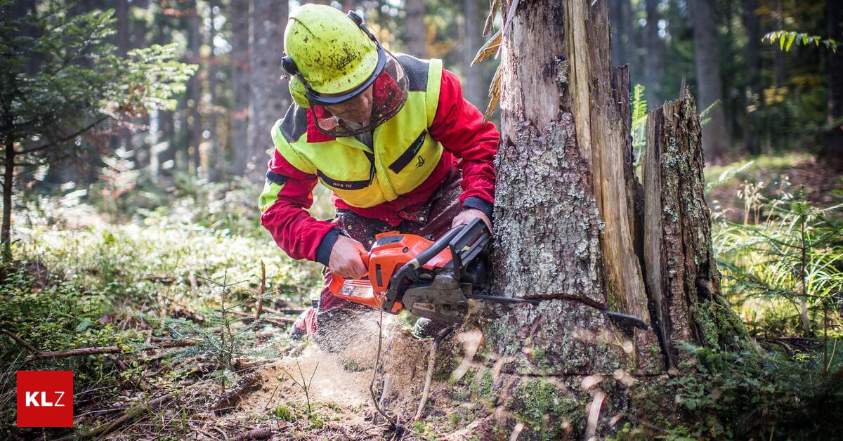 Forstunf-lle-als-Gefahr-Forstarbeiten-alleine-im-Wald-sind-lebensgef-hrlich-