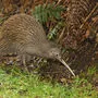 Der Haast-Kiwi ist eine Unterart des Southern-Brown-Kiwis (im Bild)